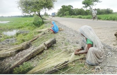 rural-saptari-farmers-drawn-to-jute-cultivation