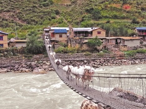 mules-being-used-to-transport-food-to-upper-manang