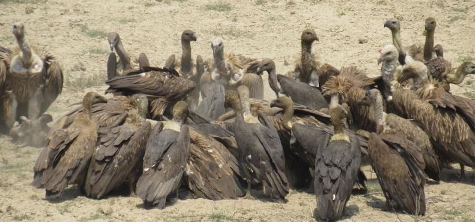 increasing-number-of-vultures-in-kanchanpur-encourage-conservationists