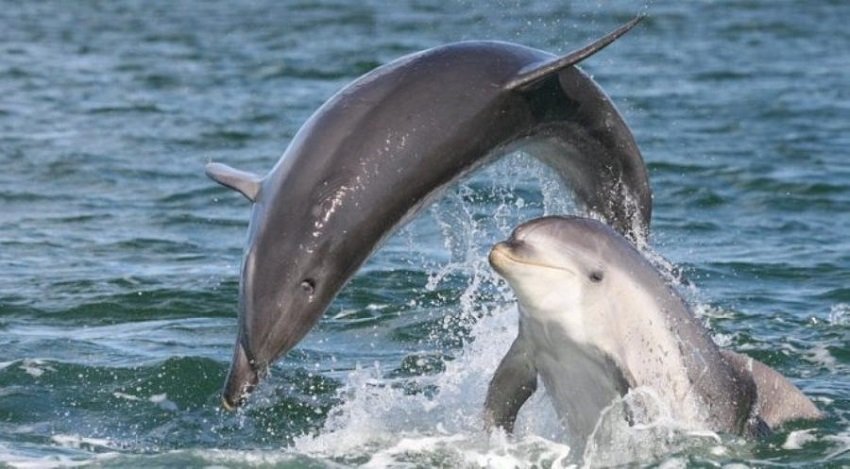 census-of-dolphins-underway-in-kailali