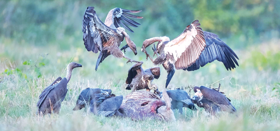 healthy-vulture-population-signals-sound-ecology