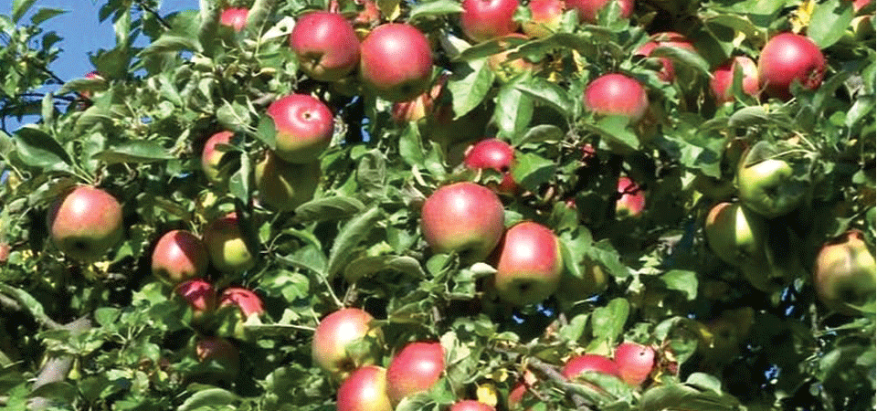 apples-of-jumla-in-market