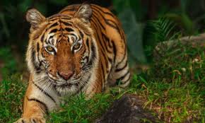 indian-citizen-killed-in-tiger-attack