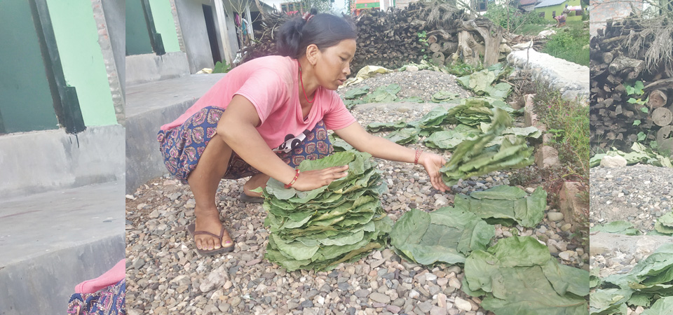 women-earn-a-living-by-making-leaf-plates