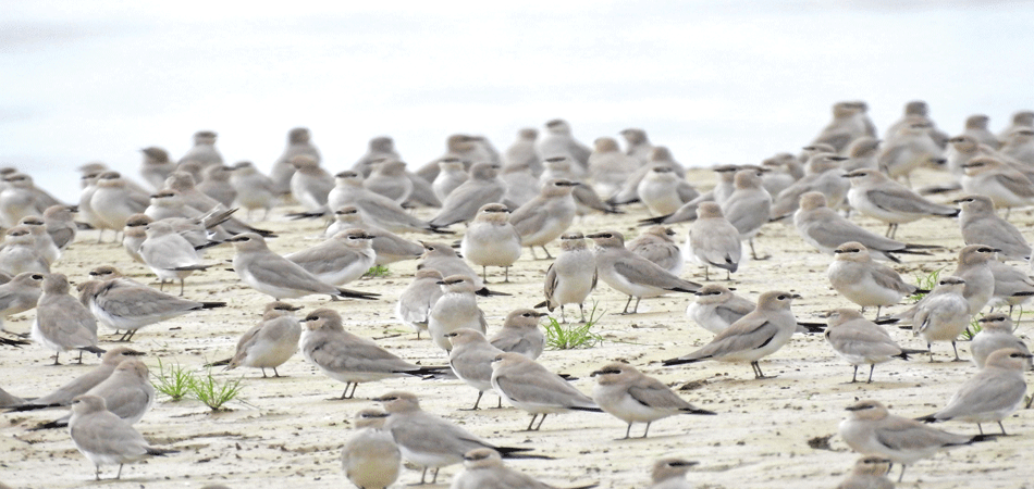 large-flock-of-small-pratincoles-seen-in-mohana-river