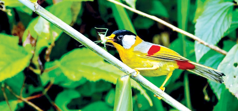 Rare bird species sighted in Ilam