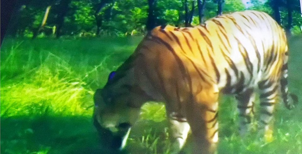 streak-of-tigers-found-between-gavar-sauri-village-locals-in-fear