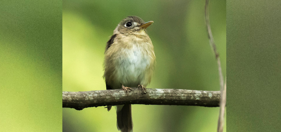 new-bird-species-sighted-in-chitwan
