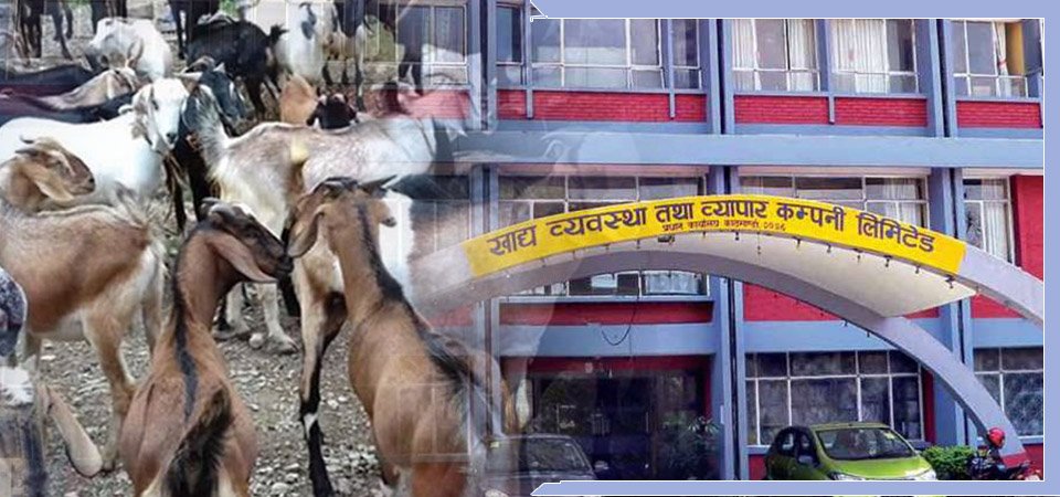 60-thousand-goats-being-supplied-to-kathmandu-valley