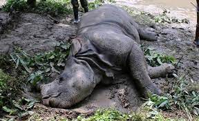 female-rhino-found-dead-in-chitwan-national-park