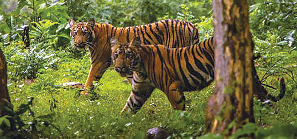 herders-make-narrow-escape-from-ambush-of-tigers