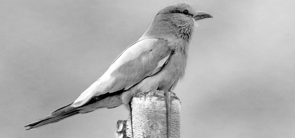 new-bird-species-recorded-in-nepal