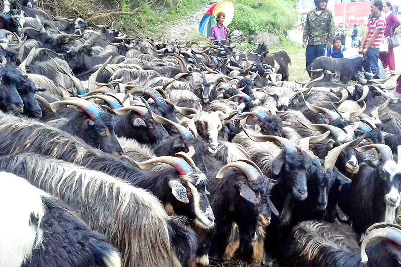 fmtc-to-sell-goat-in-valley-from-today-live-goat-at-rs-640kg