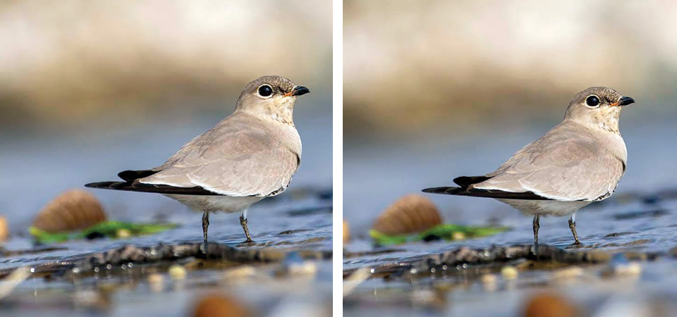 little-pratincole-sighted-in-valley-after-192-yrs
