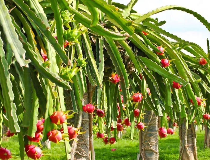 baglung-sees-commercial-farming-of-dragon-fruit