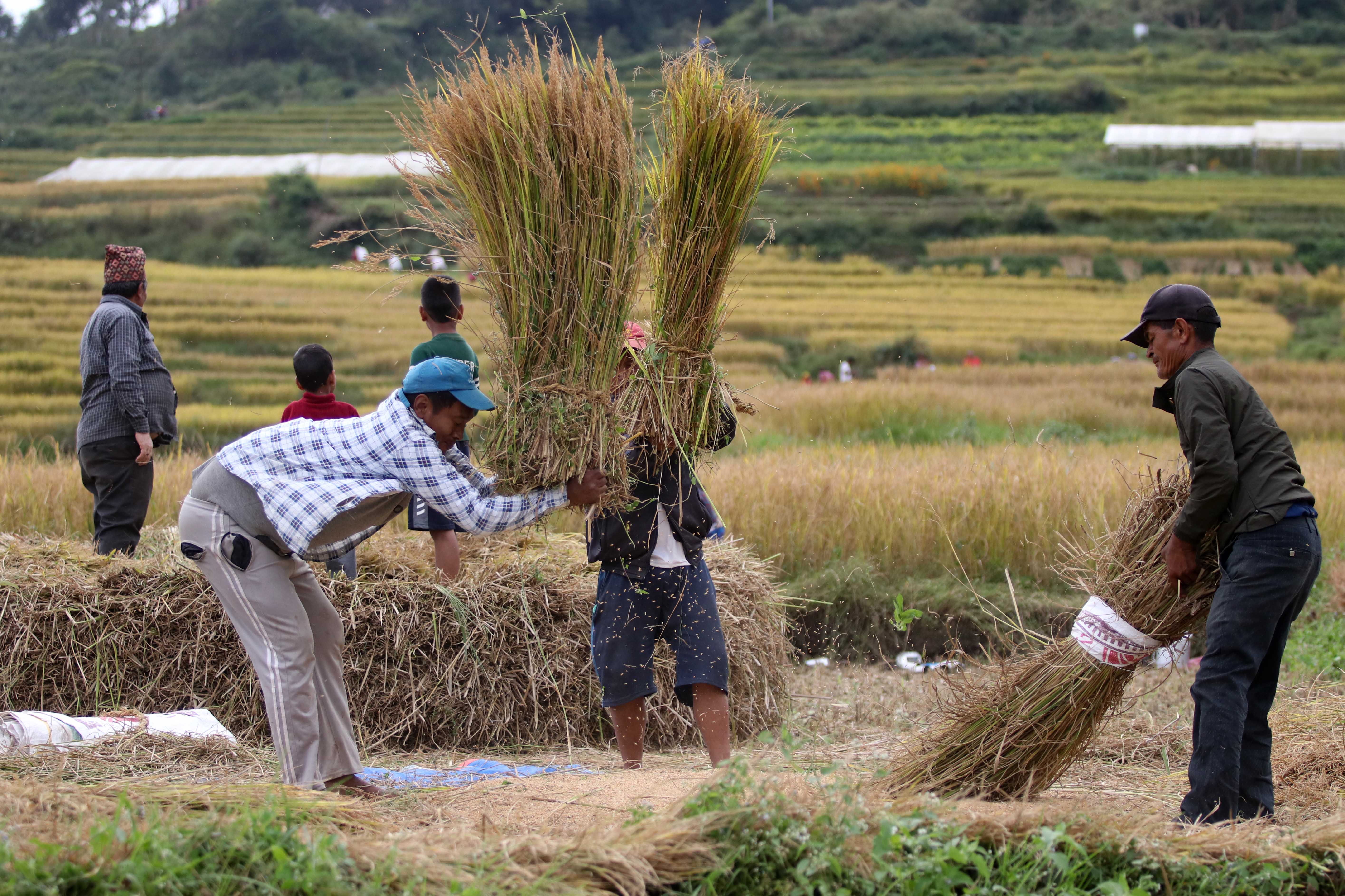 farmers-on-outskirts-of-valley-harvest-paddy-photo-feature