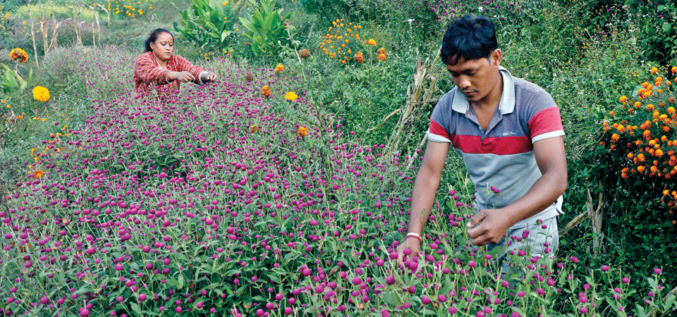 gundu-farmers-busy-picking-flowers-and-threading-garlands-for-tihar