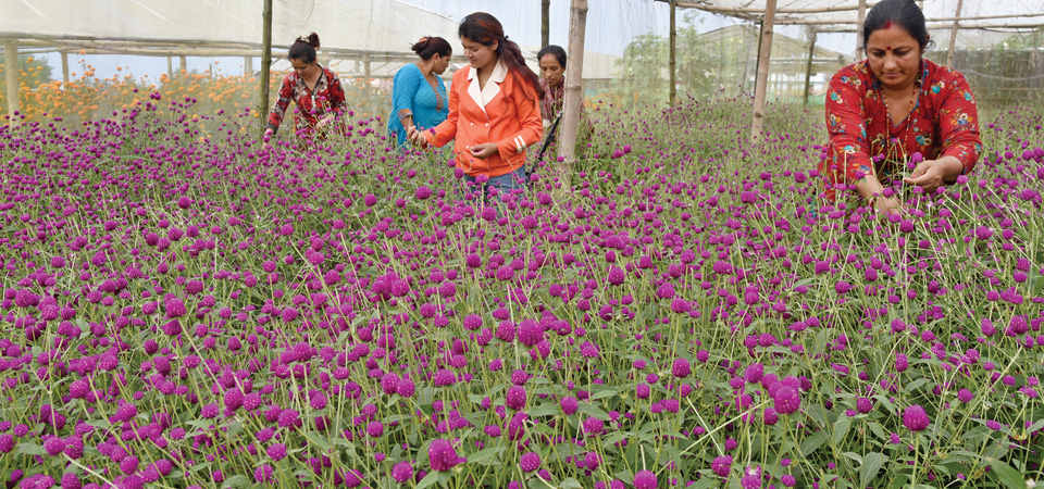 nepal-becoming-self-reliant-in-flower-production