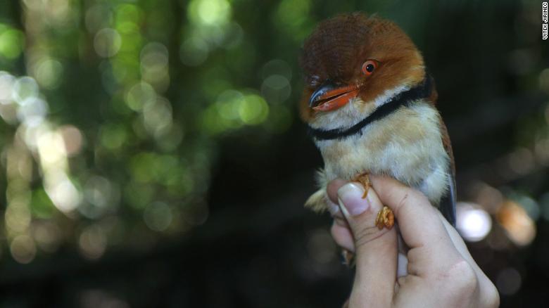 the-climate-crisis-is-messing-with-birds-body-shapes