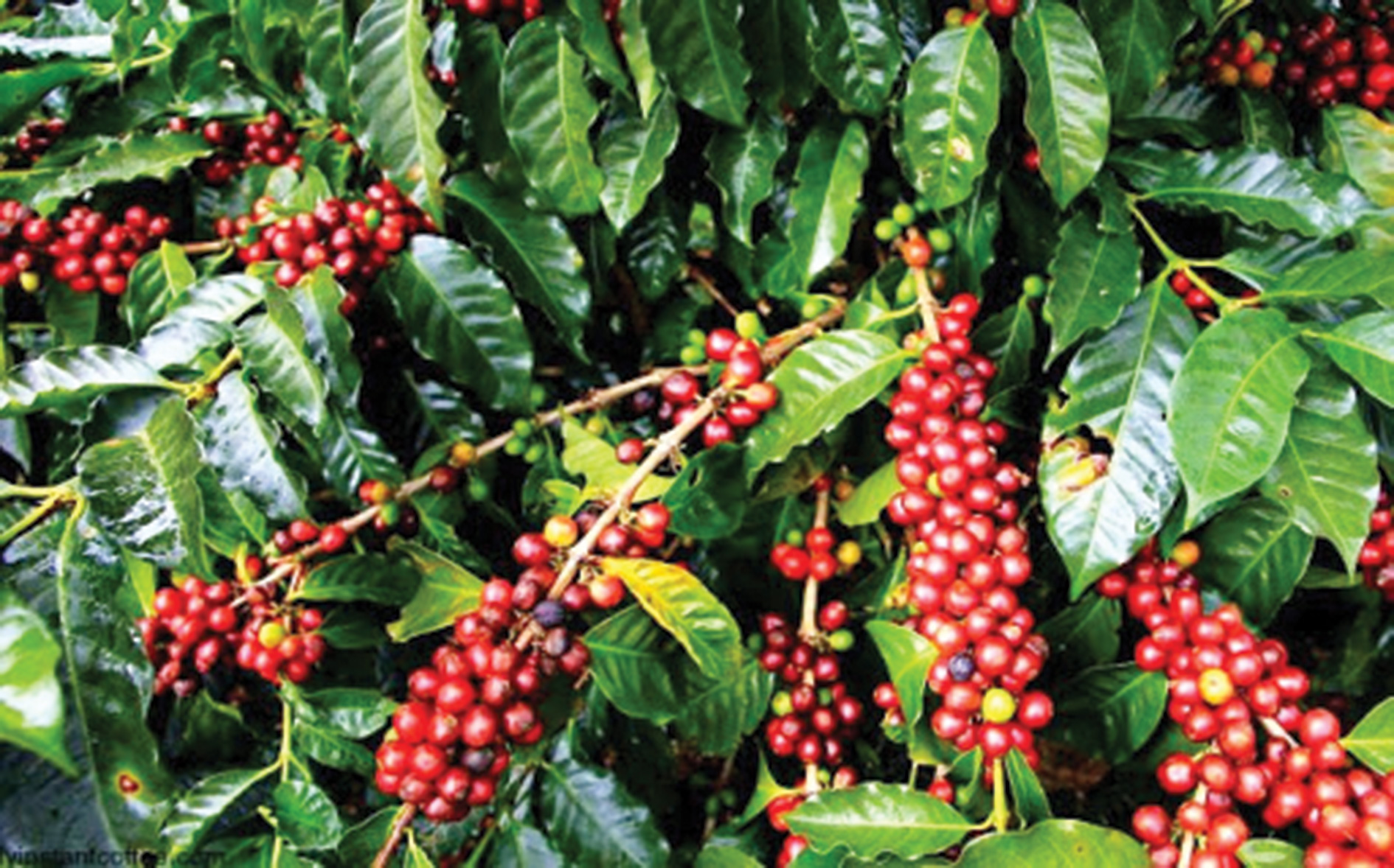need-to-commercialise-coffee-farming