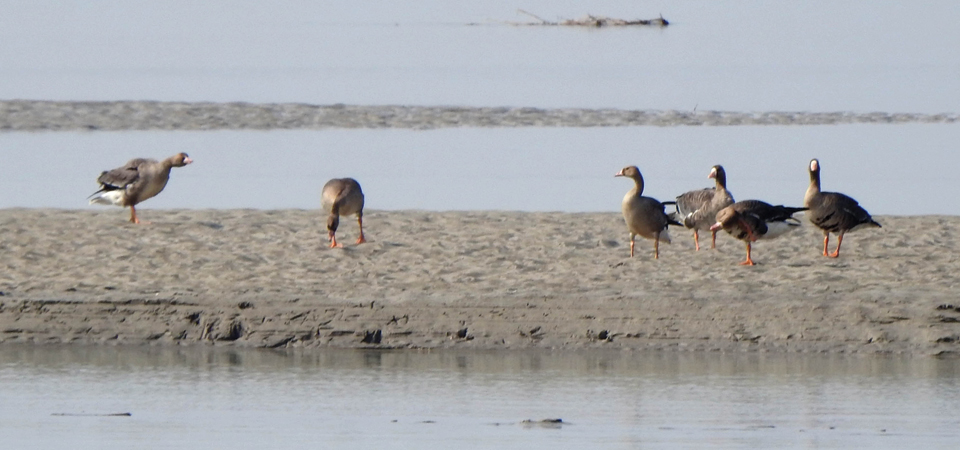 greylag-goose-first-sighted-in-kailali