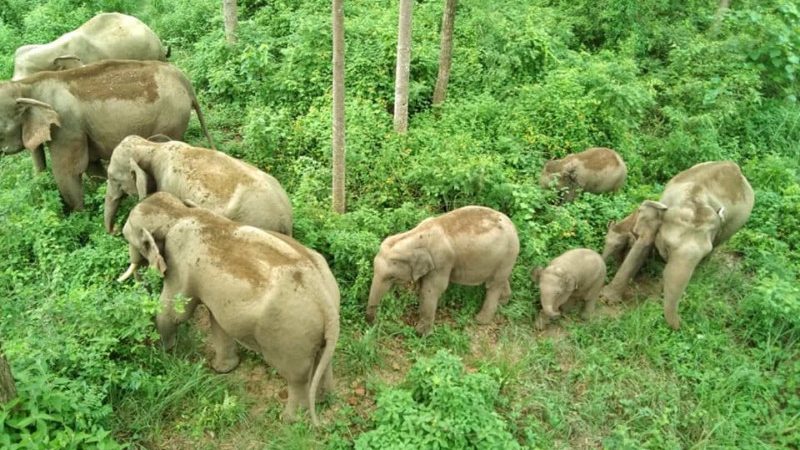 wild-elephant-kills-man-in-jhapa-janakpur-victim-compensated-41-14