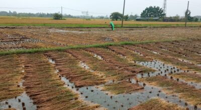 Farmers need to wait at least a month to get relief against damage of paddy