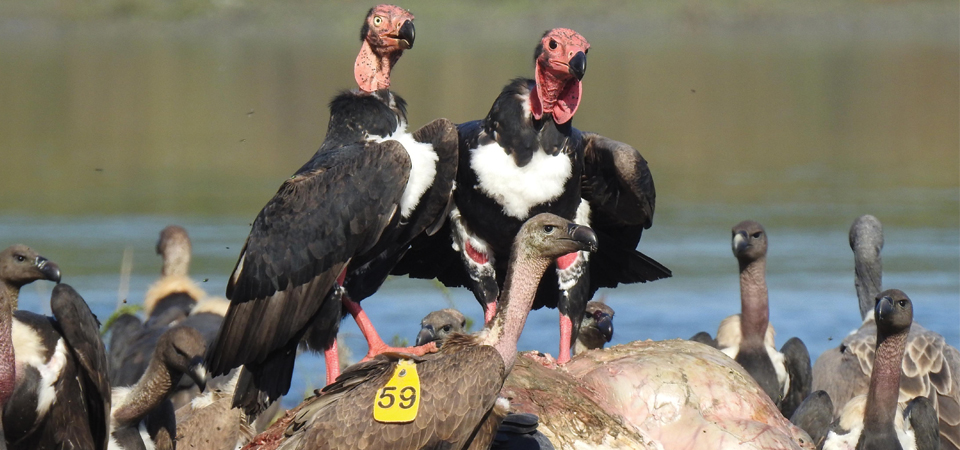 worlds-first-vulture-safe-zone-declared-in-nepal