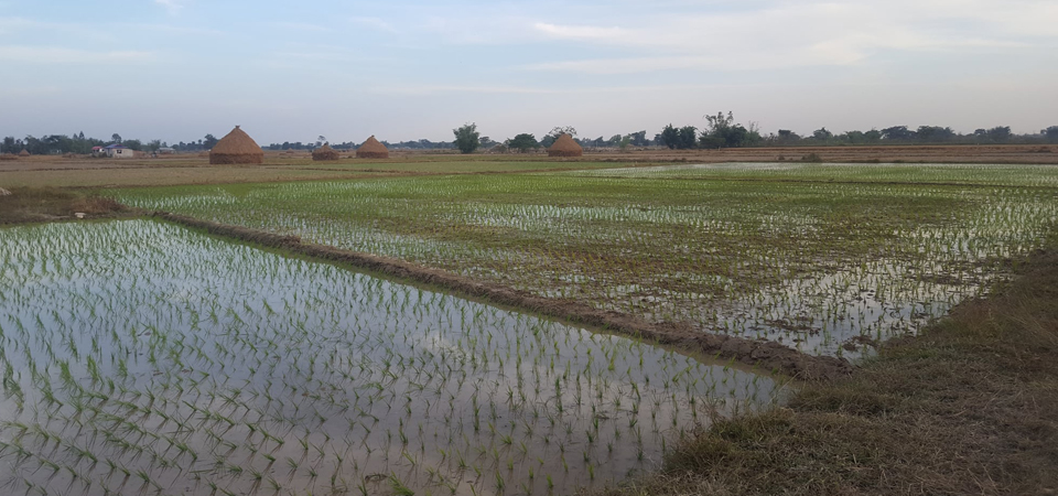 cultivation-of-boro-paddy-starts-in-jhapa