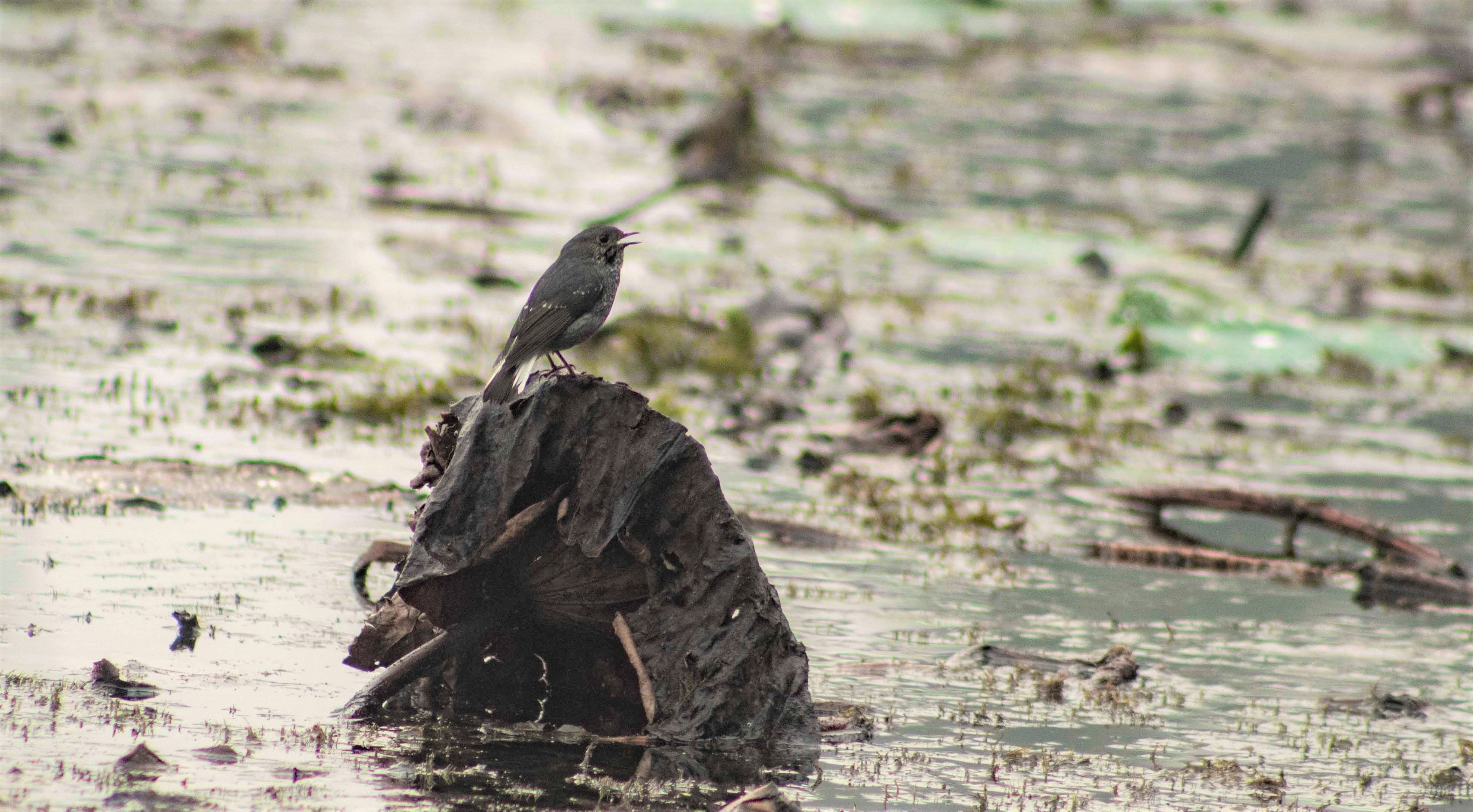 birds-add-beauty-to-ghodaghodi-lake-photo-feature