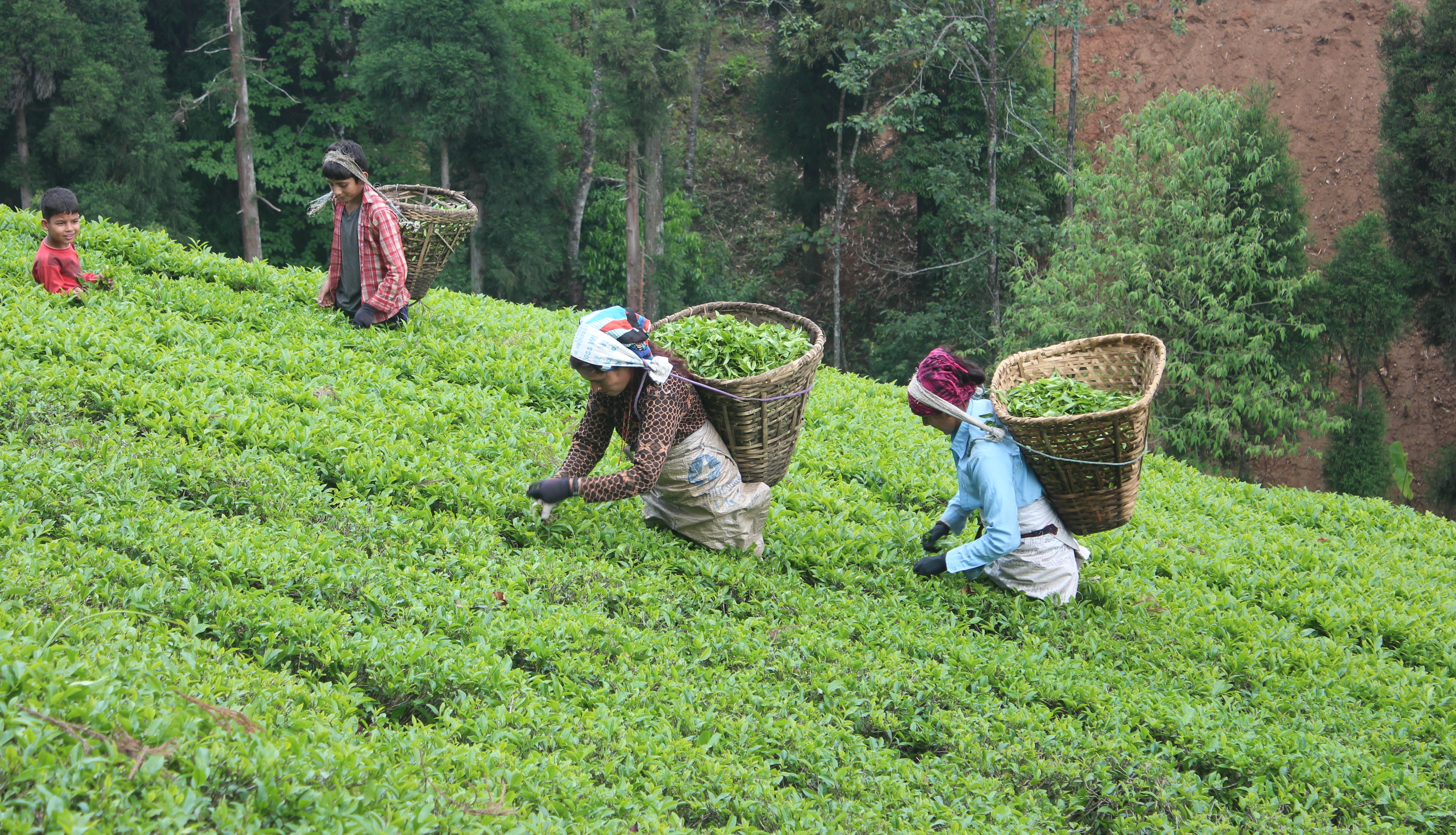 tea-farmers-demand-to-fix-minimum-support-price-of-green-leaves