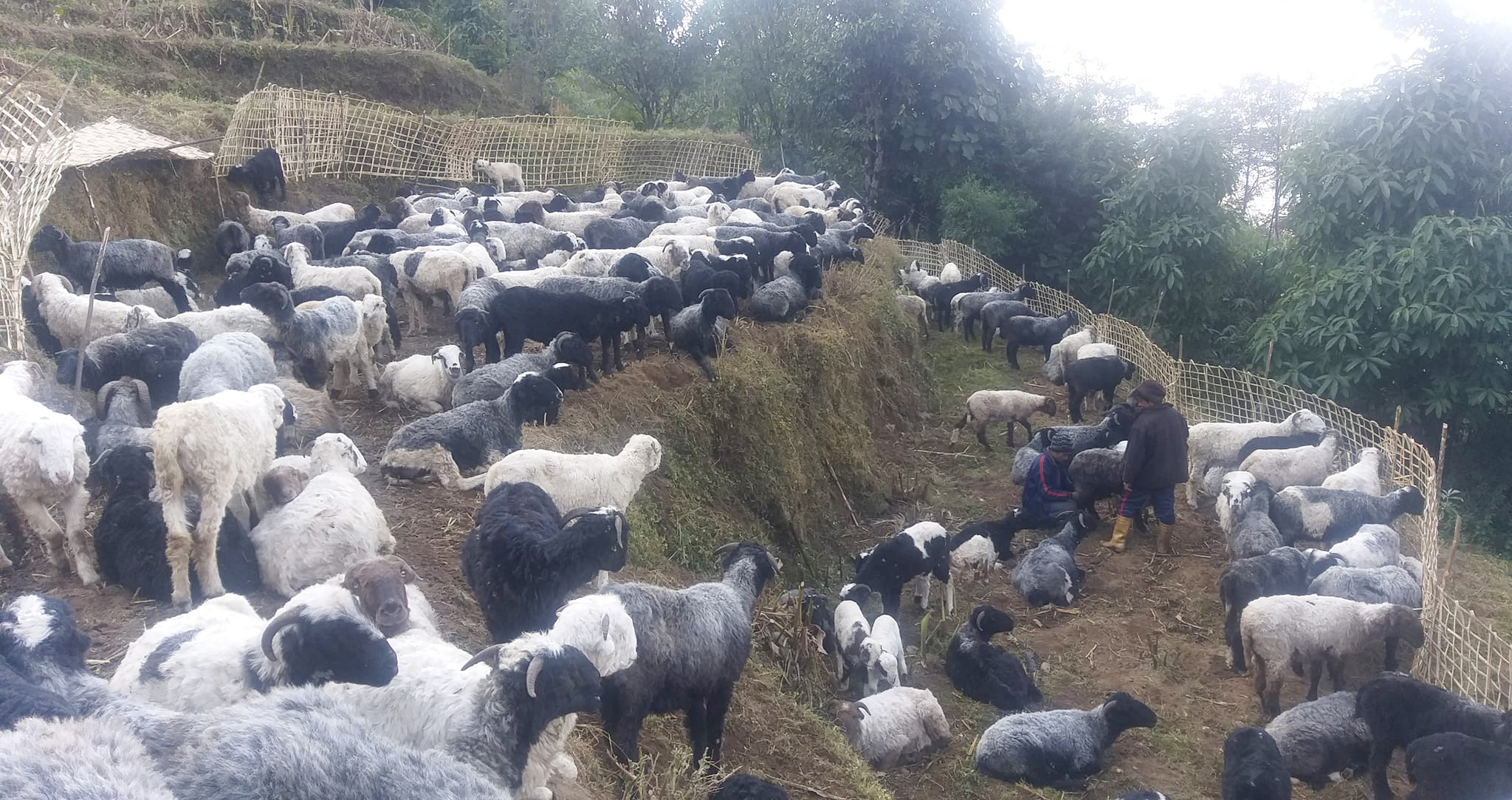 unknown-disease-kills-sheep-in-hordes-in-taplejung