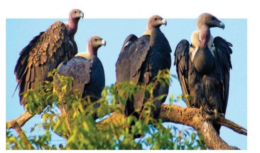 vulture-restaurant-gradually-developing-as-tourism-hotspot
