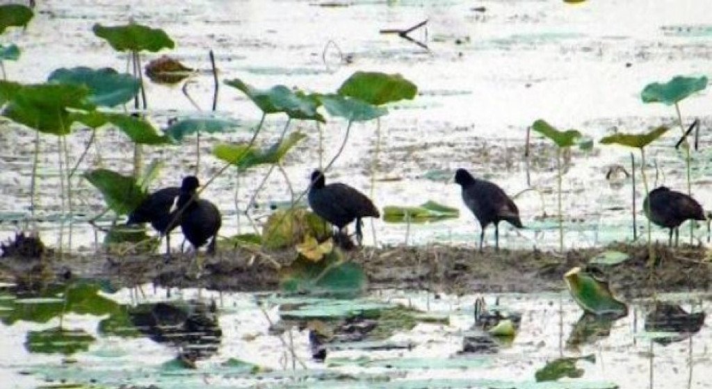 water-birds-census-begins-in-shuklaphanta-national-park
