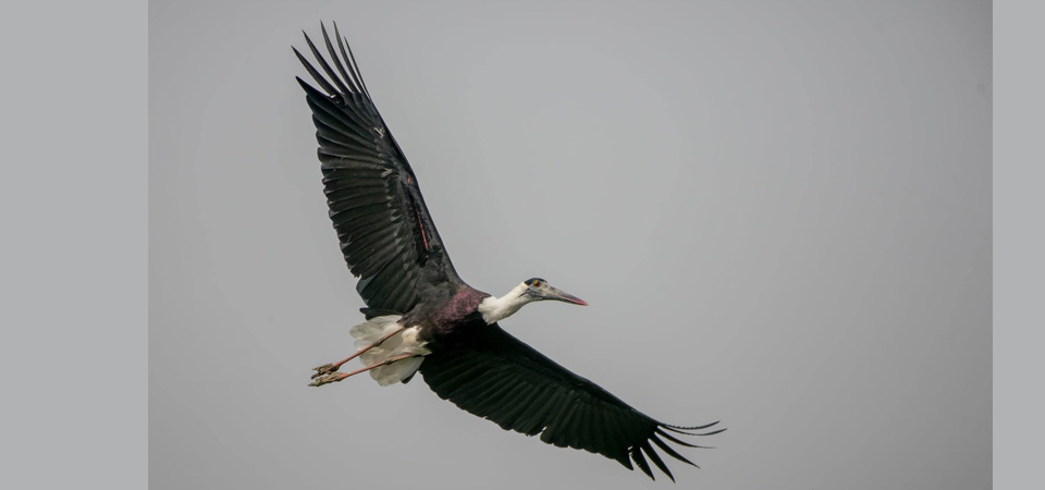 endangered-woolly-neck-stork-spotted-in-bhaktapur