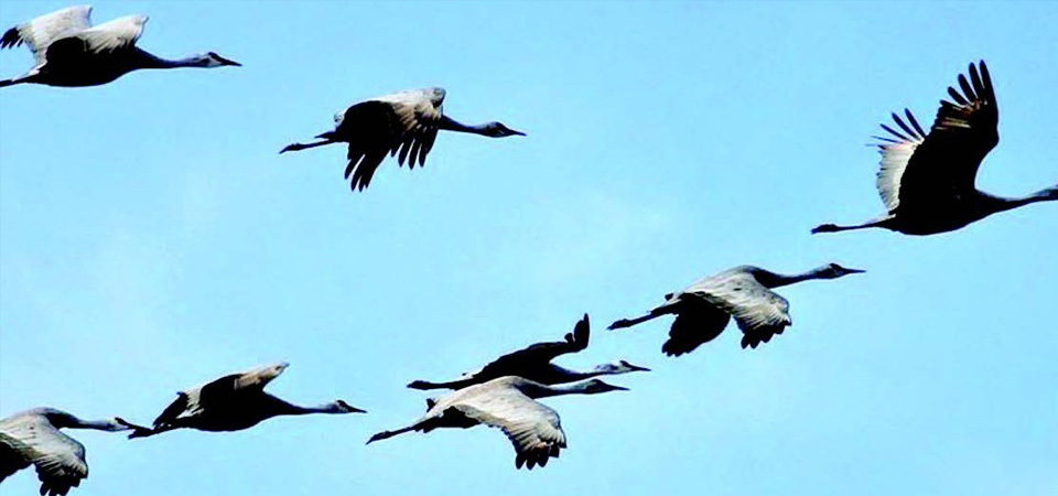 winter-migratory-birds-at-taudaha-decline-further