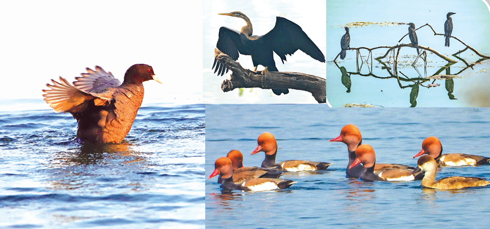 jagdishpur-lake-birds-paradise