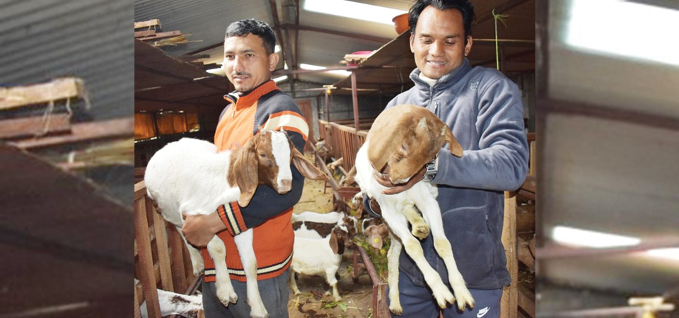 youths-run-goat-farm-with-rs-18-million-investment