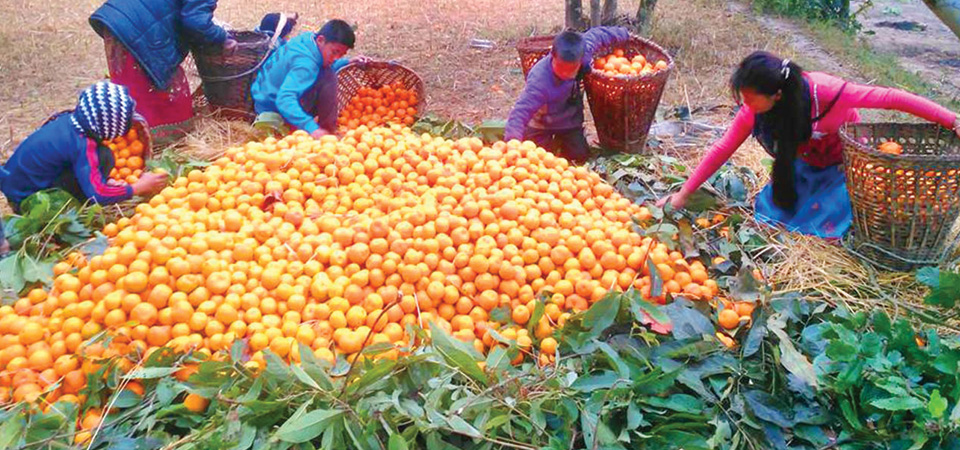 transportation-facilitates-orange-farmers