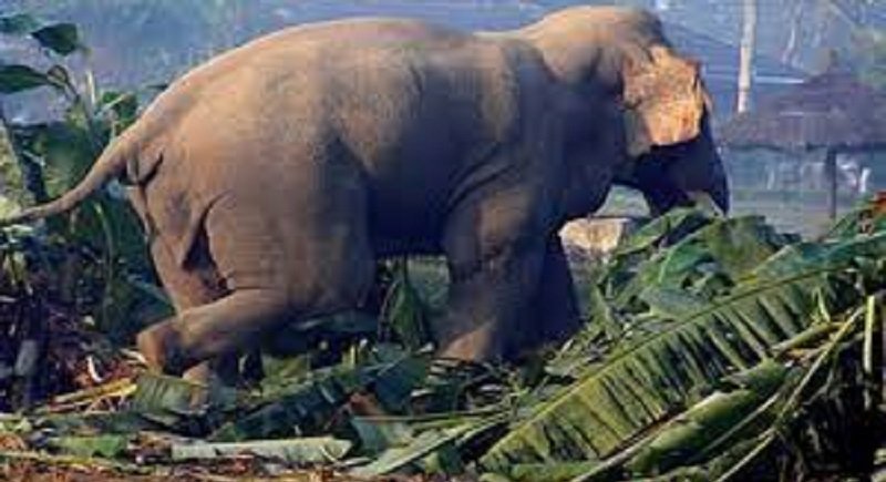 elderly-man-dies-in-wild-elephant-attack