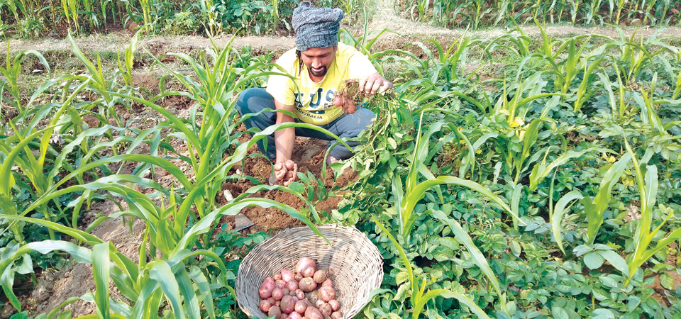 potato-production-prices-decline-in-sarlahi