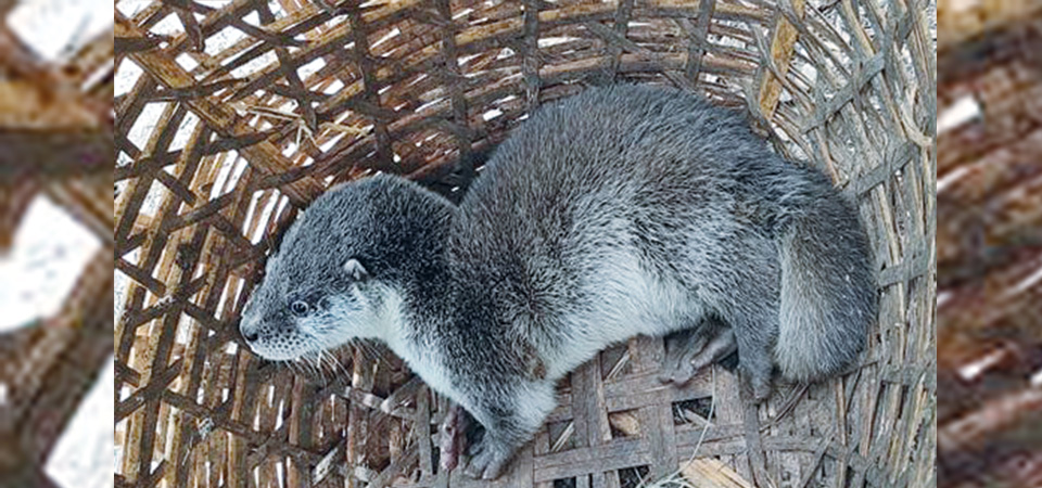 european-otter-found-in-three-locations-of-nepal