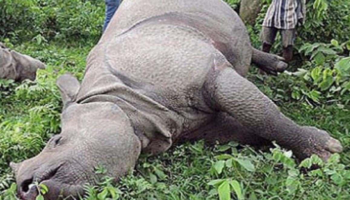 rhino-found-dead