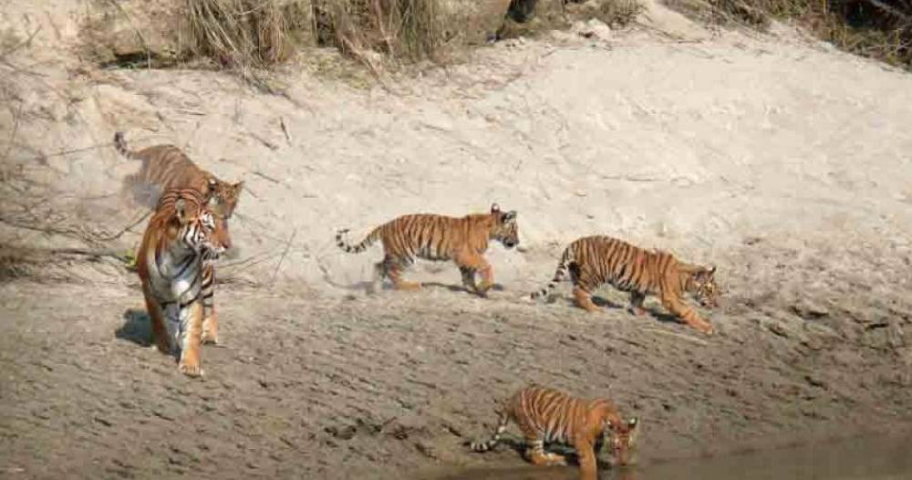 23-cameras-meant-for-tiger-census-stolen-and-damaged
