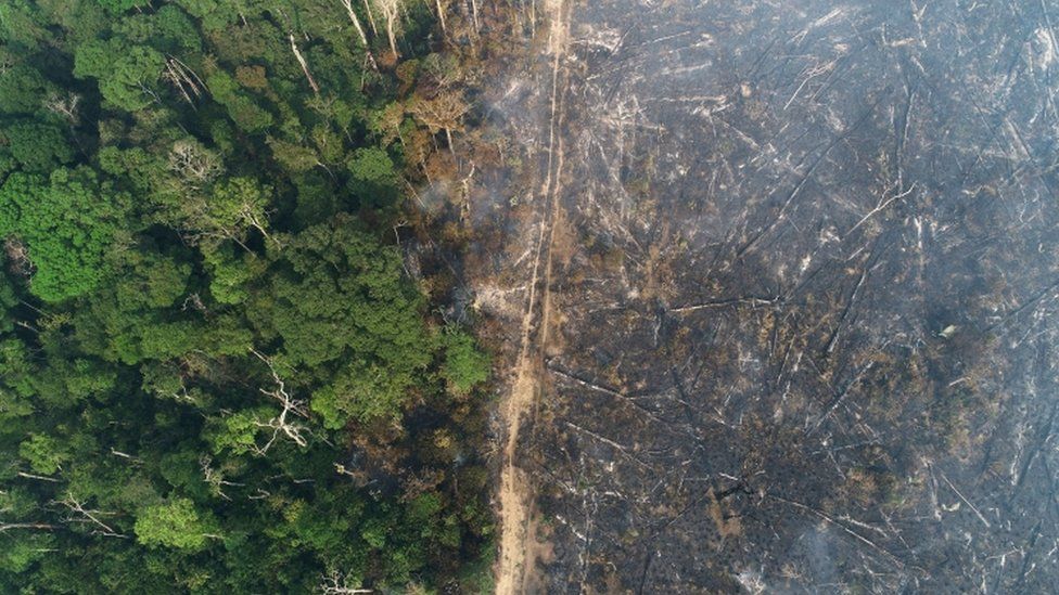 record-high-deforestation-of-amazon-in-january