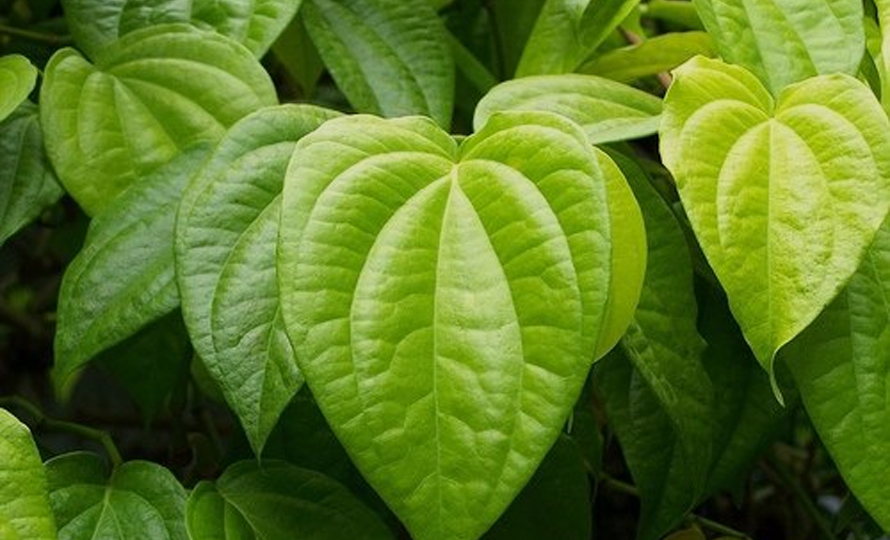 betel-leaf-farming-proving-fruitful