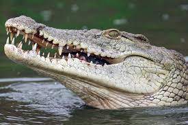 52-crocodiles-released-into-rivers