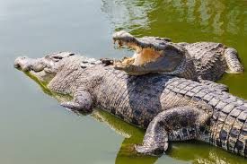 20-crocodiles-released-in-rapti-river
