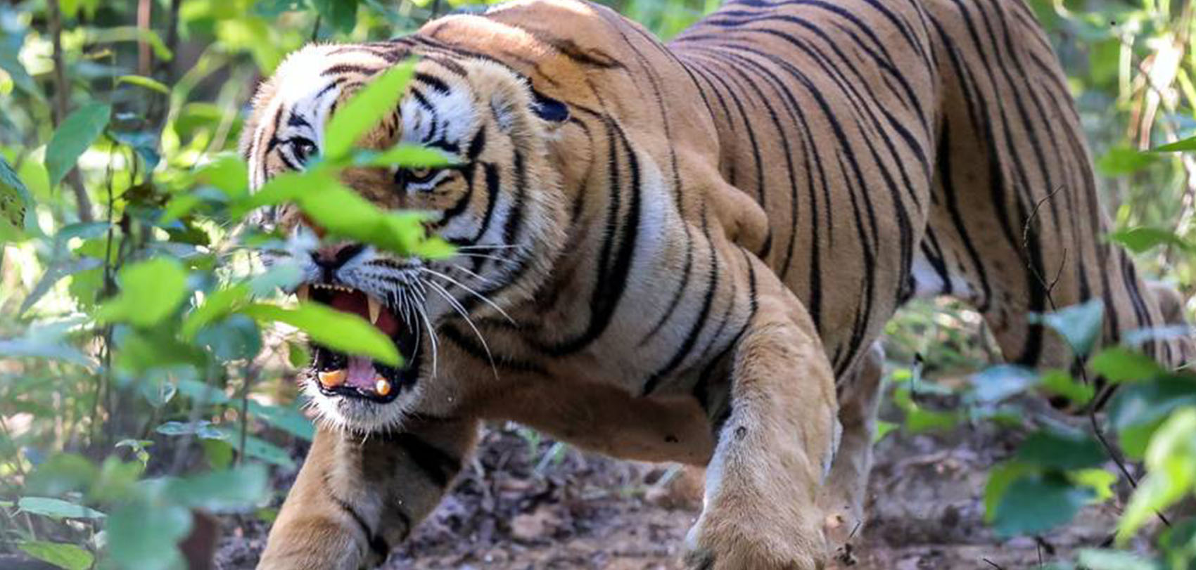 woman-dies-in-tiger-attack
