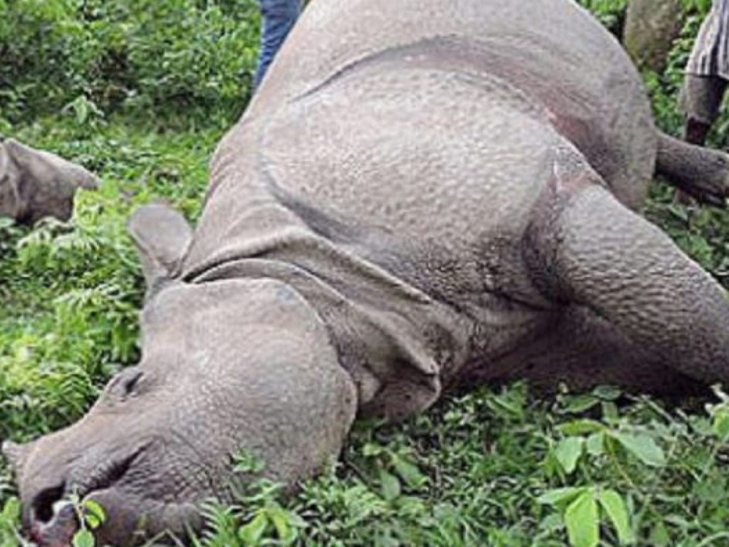 male-rhino-found-dead-at-cnp